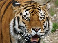 Sibirischer Tiger (Detailausschnitt)